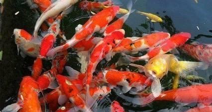 養三條金魚|養幾條最好？如何旺財運？養魚風水講究入門